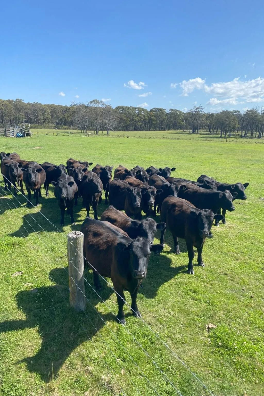 Buy beef online